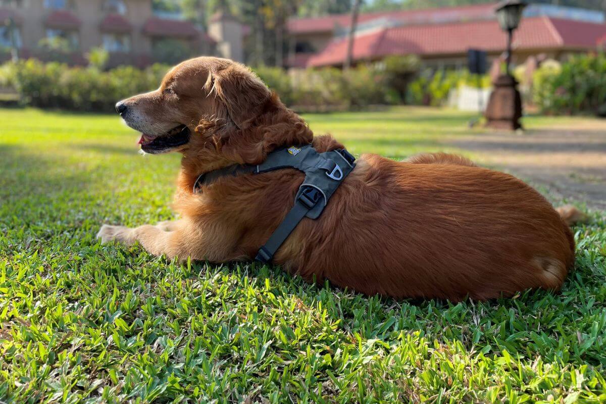 Luxury Vacations with Pets