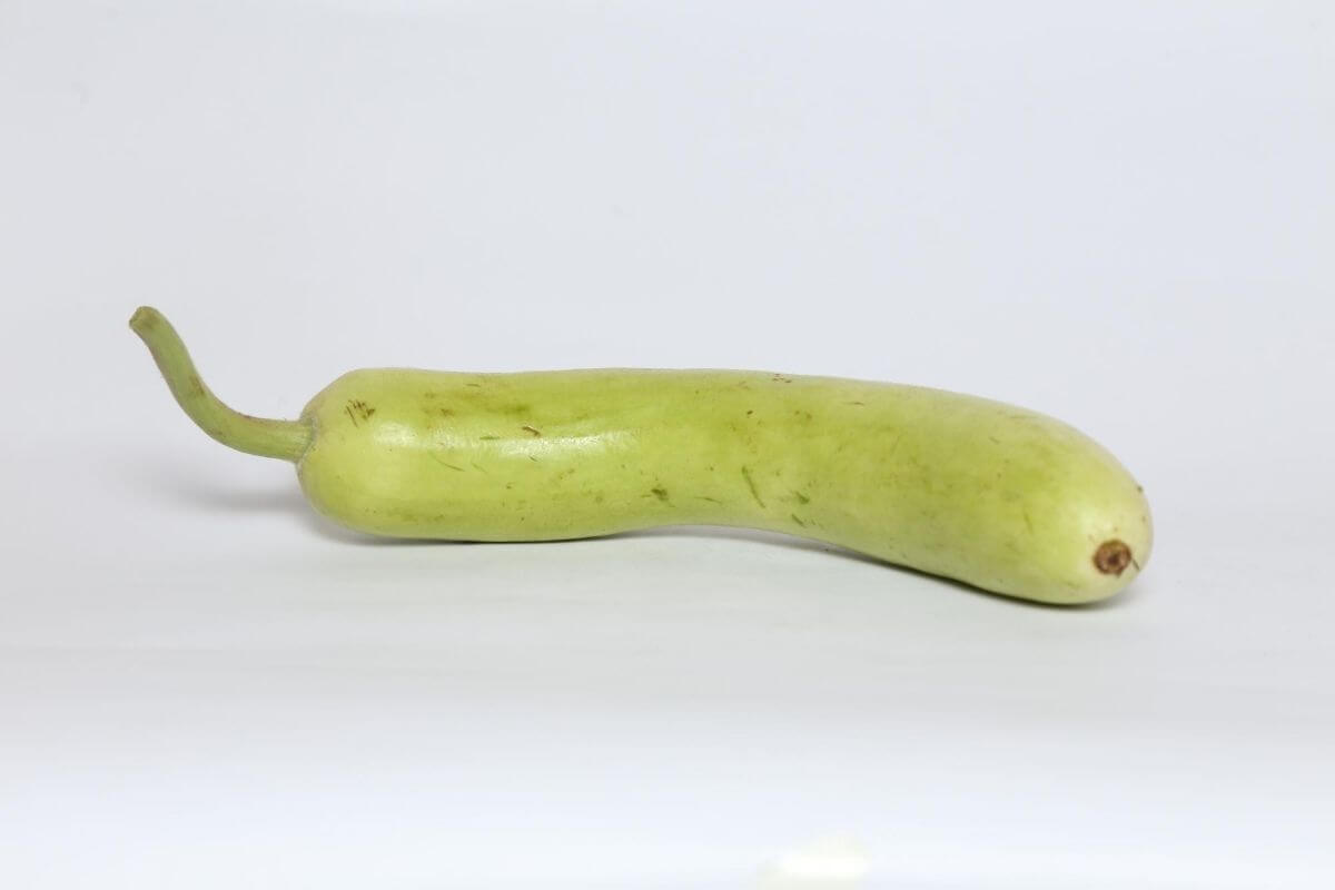 Bottle Gourd