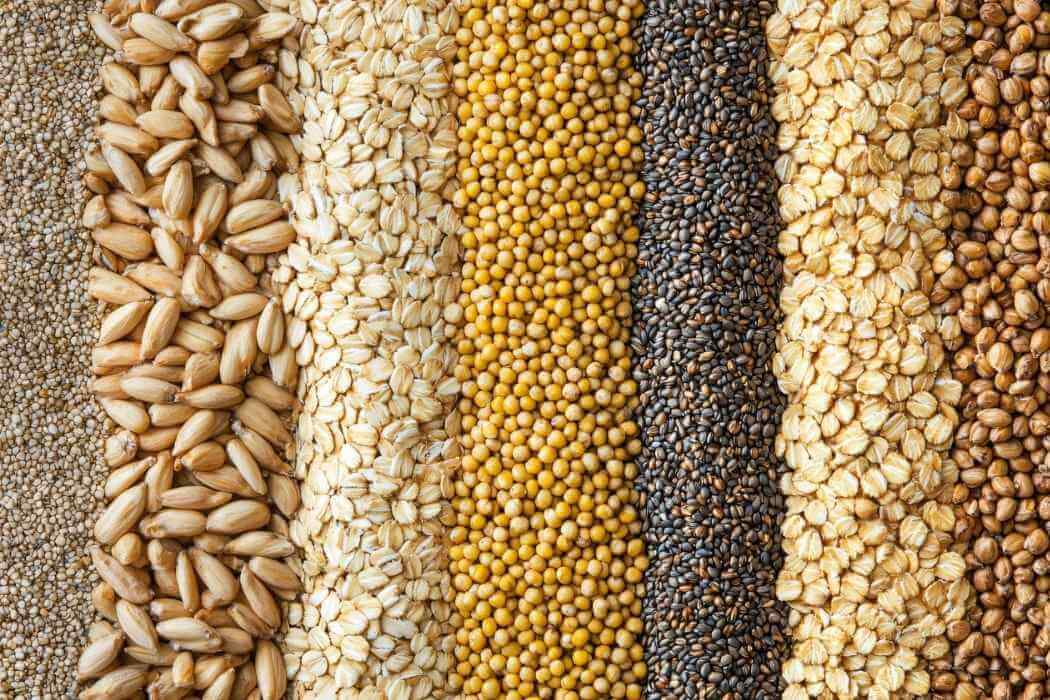 Wheat vs Multigrain